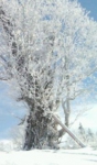 雪樹木.jpg